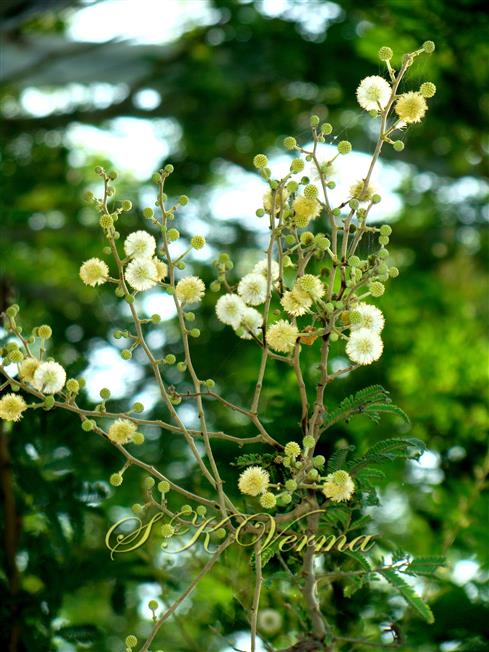  Inflorescence